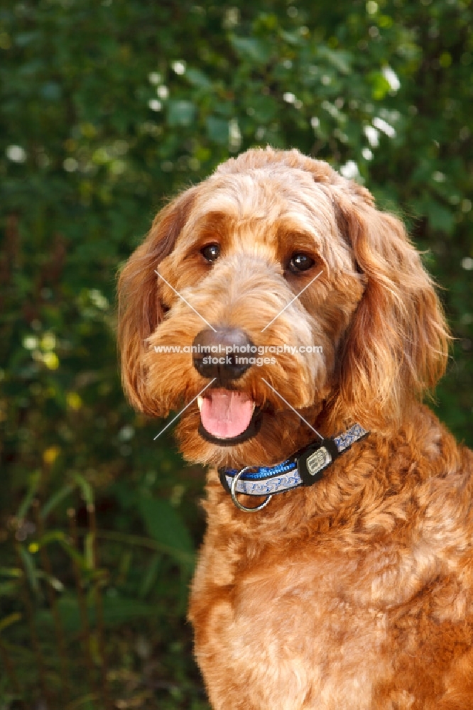 goldendoodle (cross between poodle and golden retriever)