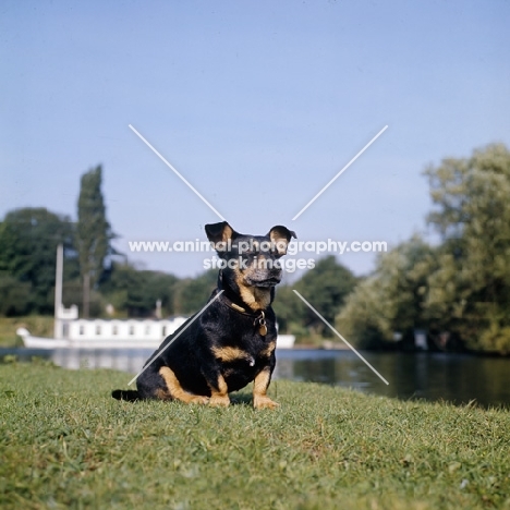 lancashire heeler, sean not show dog, on river bank,