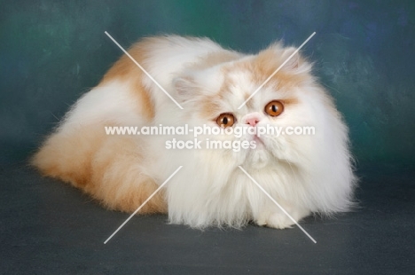 fluffy cream and white persian cat on dark blue background