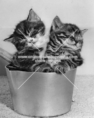 two kittens asleep in a pan