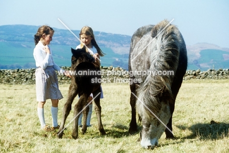 eriskay pony mare grazing while children pat her foal