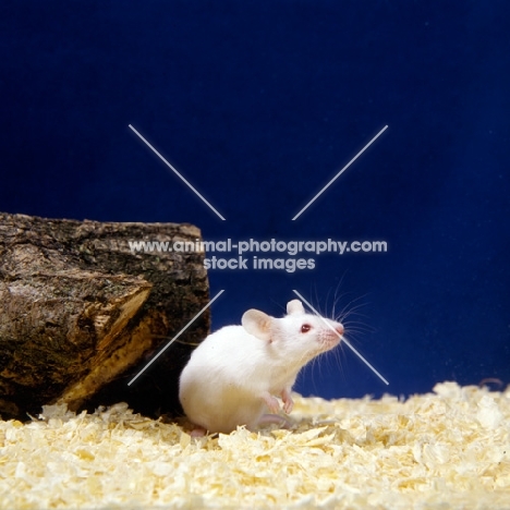 white mouse with wood shavings bedding and log of wood