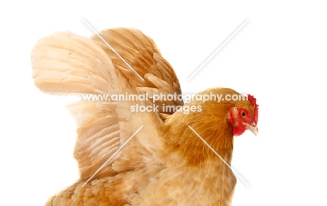 Buff Orpington