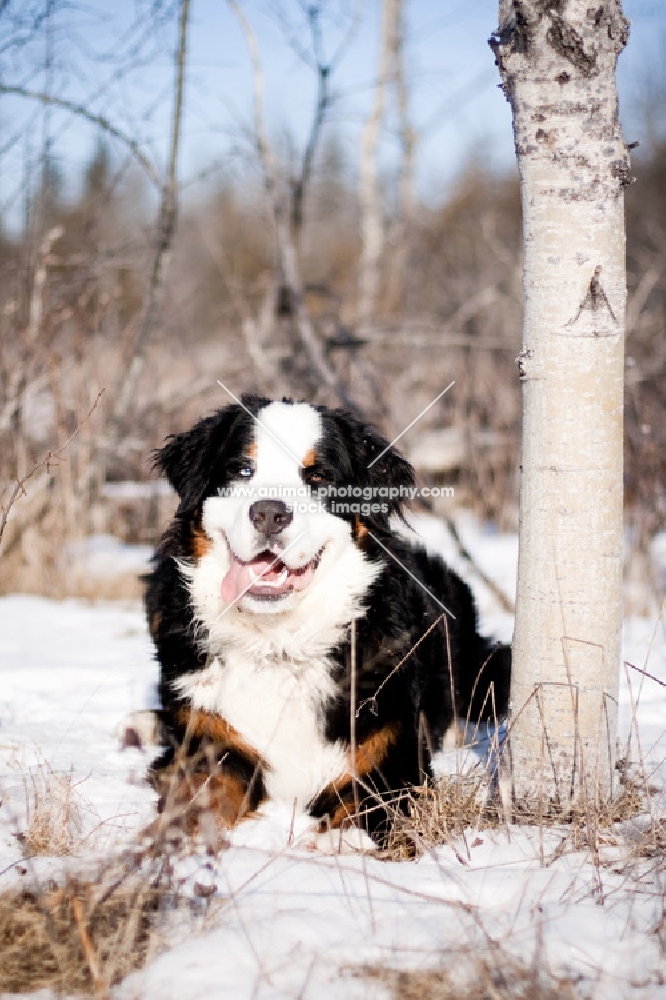 Bernese Mountain Dog laying in snow