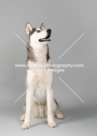 Siberian Husky sitting in studio, waiting for a treat.