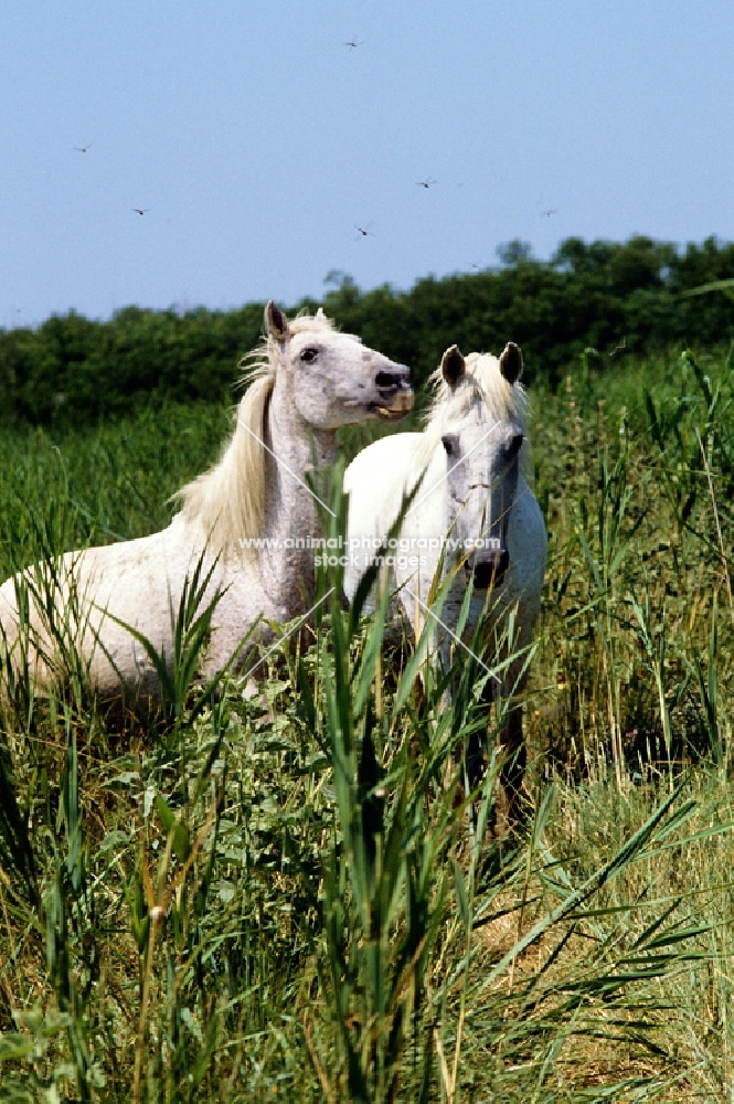 two camargue ponies in France with birds