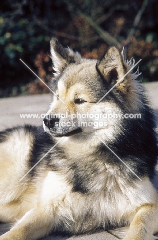 Iceland dog lying down, Ch. Afram v Hartenberg