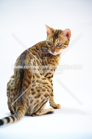back view of bengal female cat 