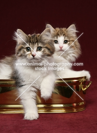 two Norwegian Forest kittens in planter