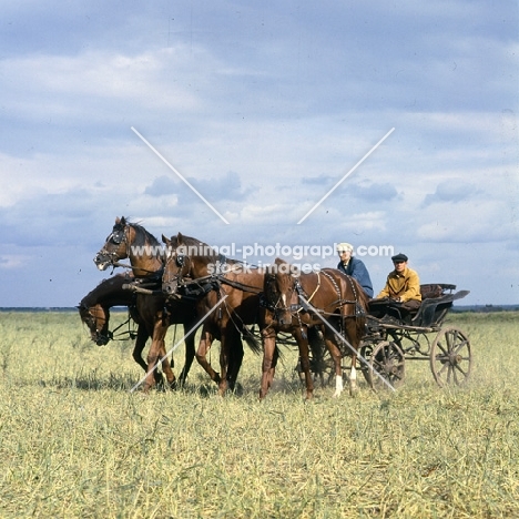 Tachanka, 4 Don geldings drawing vehicle