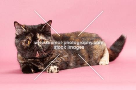 tortoiseshell Exotic Shorthair cat