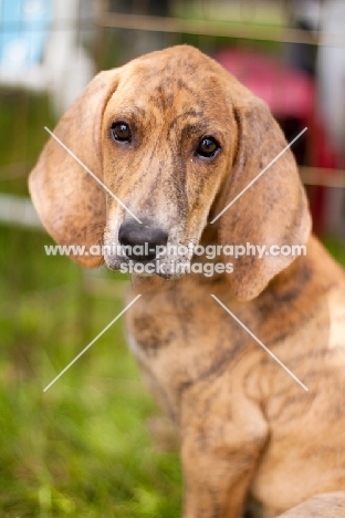 young Plott Hound