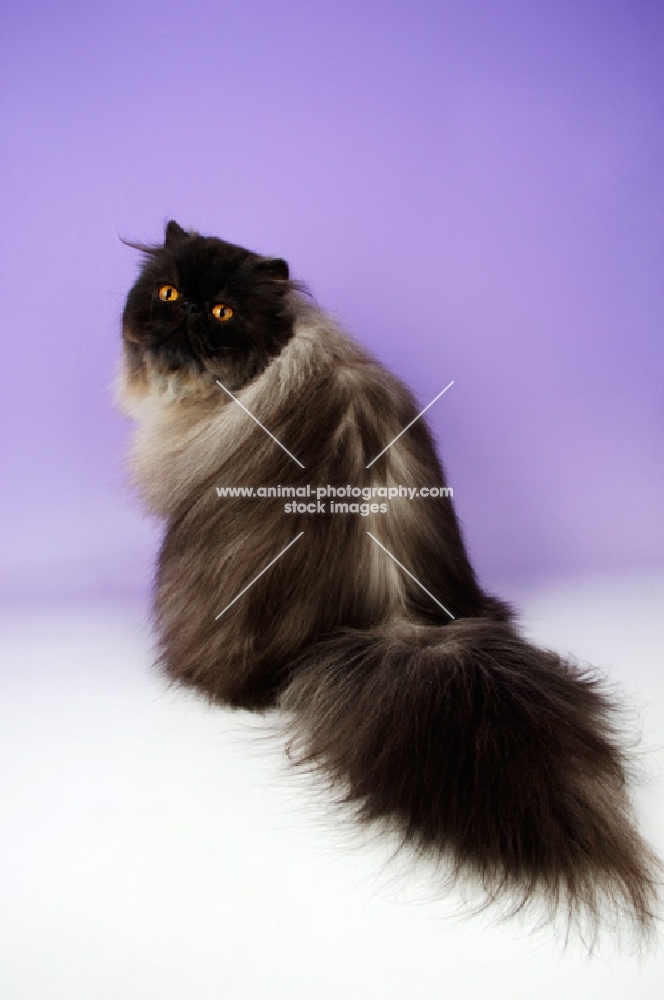 black smoke persian cat, sitting down, back view