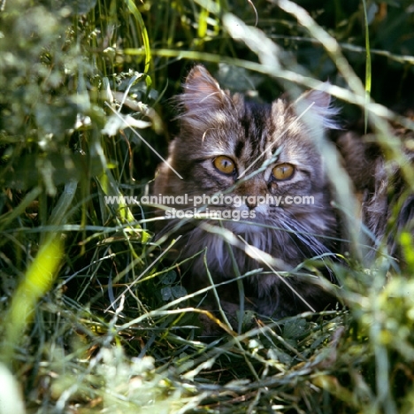 brown tabby long hair cat lurking in long grass