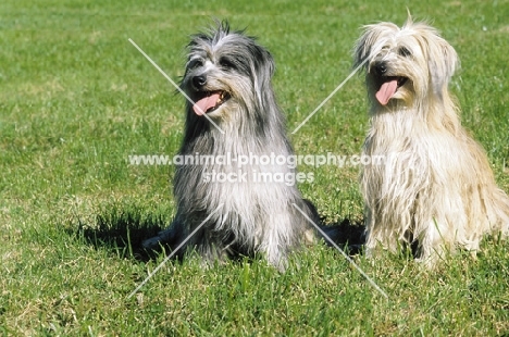 berger des pyrenees a poil long pair