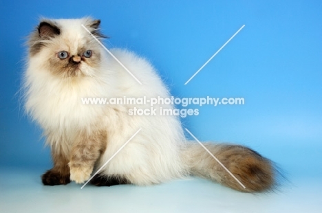 seal tortie colourpoint cat, side view. (Aka: Persian or Himalayan)