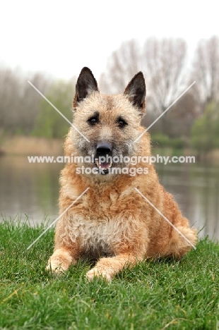 Laekenois (Belgian Shepherd)