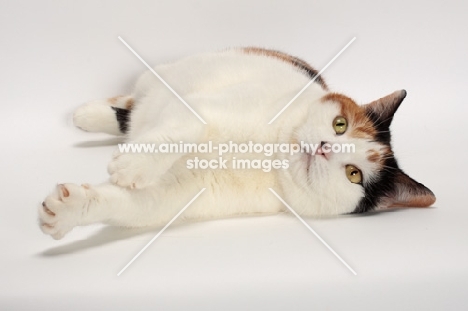 Tortoiseshell and White Manx cat, lying down