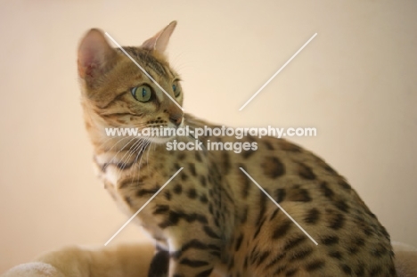 curious bengal cat sitting