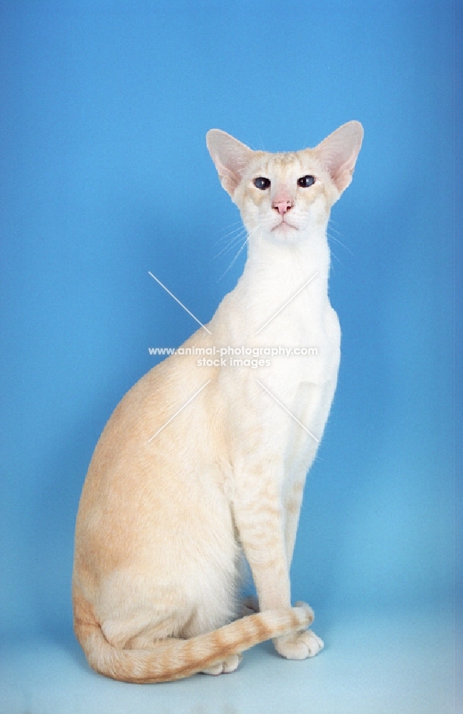 cream tabby Siamese sitting down, looking at camera