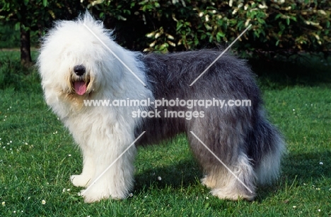 galumphing tails i win for tailormade (ahab), undocked old english sheepdog standing on grass