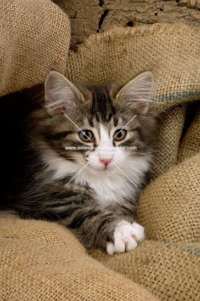 norwegian forest kitten, silver tabby and white colour