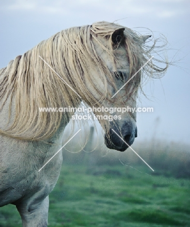 Andalusian in foggy field.