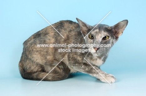 devious looking blue tortie oriental shorthair cat