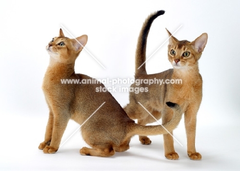 two 4 month old Abyssinian cats on white background