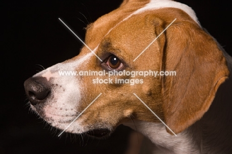 Beagle, looking away