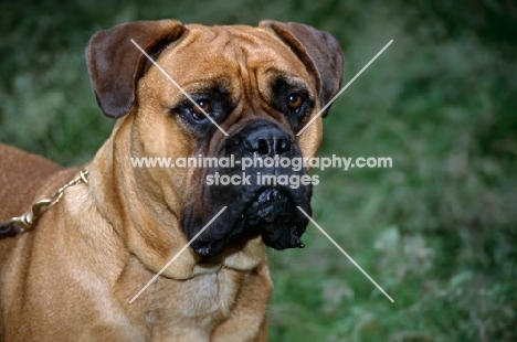 bullmastiff portrait