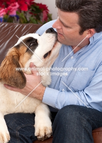young Saint Bernard sniffing his owner