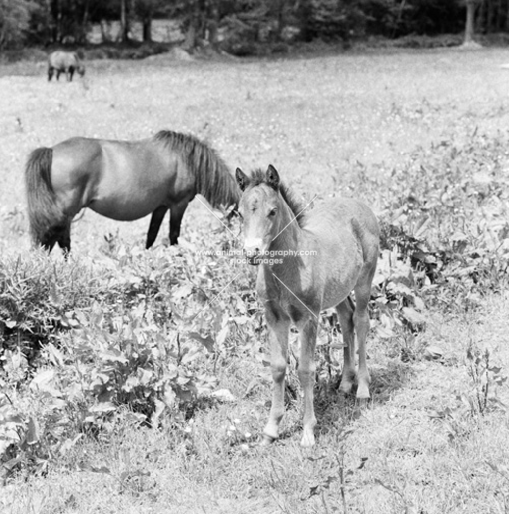 dartmoor pony, mare and foal 