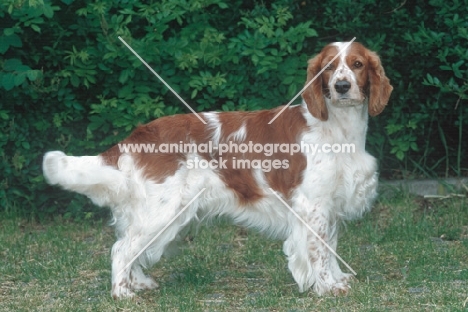 Welsh Springer Spaniel