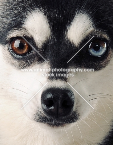 odd eyed dog staring at camera in extreme close up