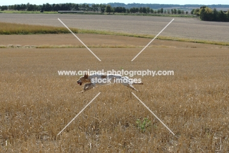 English Setter working at field trial