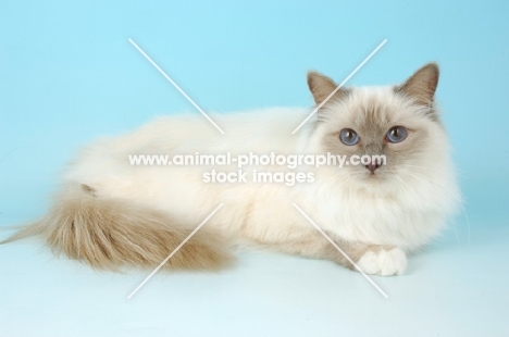 blue point Birman cat lying down in studio