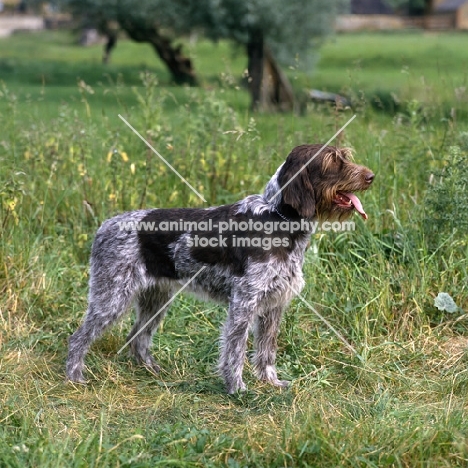 sh ch bareve beverley hills,  german wirehaired pointer (dolly) standing