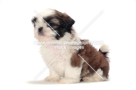 chocolate and white Shih Tzu puppy