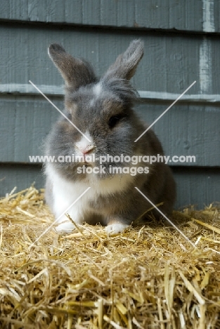 Lionhead rabbit