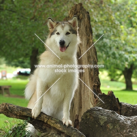 alaskan malamute posing on a branch