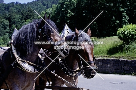 draught horses bringing tourists to neuschwanstein castle, germany, head shot