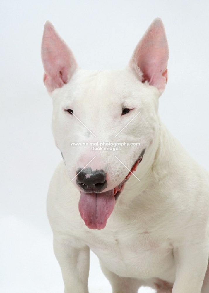 White Bull Terrier (Miniature) headshot
