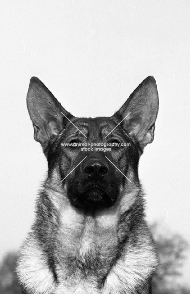 german shepherd dog looking straight at camera