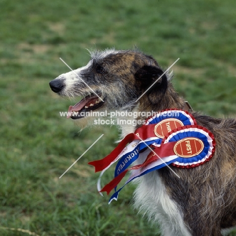 lurcher winner with rosettes