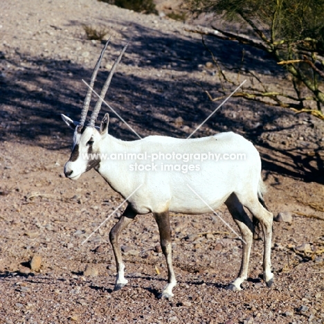 Arabian oryx  in phoenix zoo walking