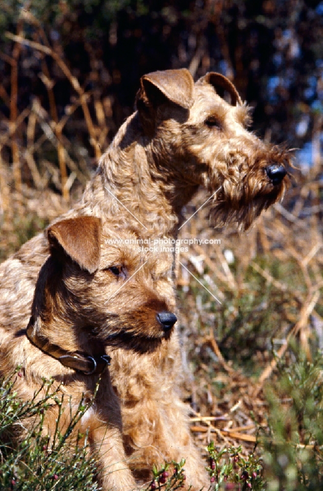 irish terrier with puppy