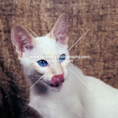 red point siamese cat licking