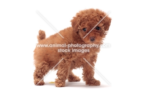 apricot coloured Toy Poodle puppy on white background
