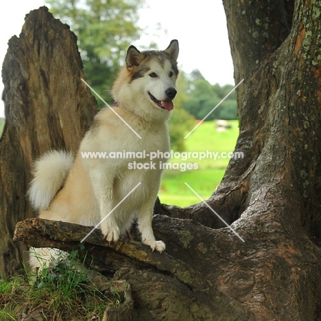 alaskan malamute posing on a branch